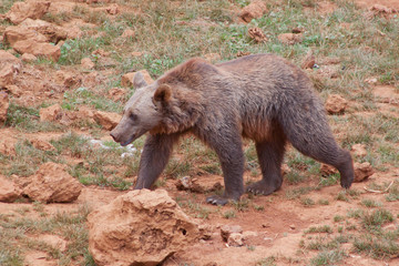 brown bear in the natural park of Cabarceno, Spain
