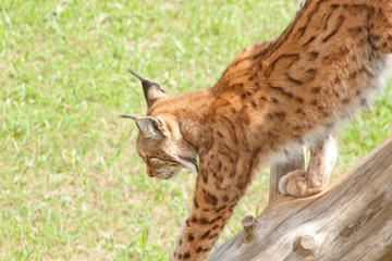 Naklejka premium Lynx coming down from a tree