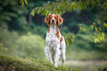 close up portrait of brittany spaniel female dog portrait - obrazy, fototapety, plakaty