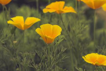 Eschscholzia californica, Fields of California Poppy during peak blooming time