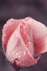Blurred Vintage Flower rose with drops of water, close up detail