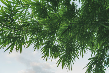 Beautiful Green Bamboo  forest