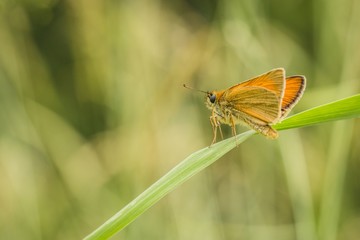 Small orange butterfly with dark eyes sitting on a piece of green grass on a sunny summer day. Blurry background.