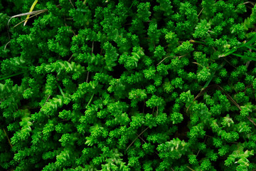 Natural environment contrast photo of fern grass flowers top view.