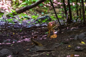 Lesser mouse-deer (Tragulus kanchil) walking in real nature at Kengkracharn National Park,Thailand