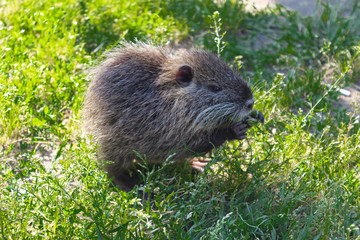 Coypu sniffing food. muskrat cub