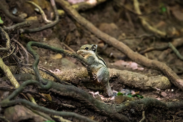Side view of a wild chipmunk