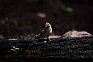 Spectacled Bulbul (Pycnonotus erythropthalmos) in Borneo