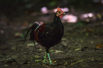 Chicken junglefowl red (Gallus gallus)