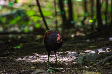Chicken head red (Gallus gallus)