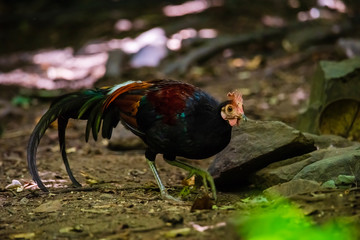 Chicken head red (Gallus gallus)