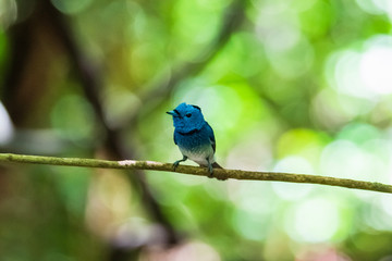 Black-naped Monarch ( Hypothymis azurea ) in real nature in Thailand