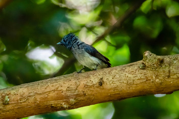 Black-naped Monarch ( Hypothymis azurea ) in real nature in Thailand