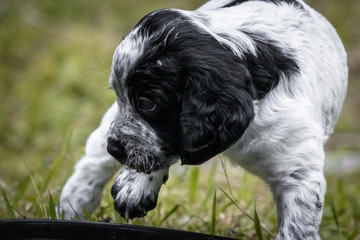 cute and curious black and white baby brittany spaniel dog puppy portrait, playing and exploring 