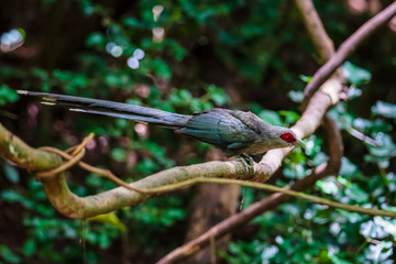 Green billed Malkoha on branch in the forest