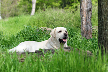 a yellow labrador in the park
