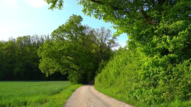 A path leading to the forest in a German landscape.