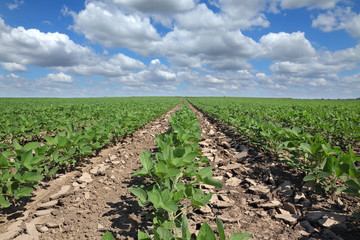 Fototapeta na wymiar Agriculture, soybean plant in field