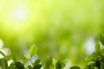 Close up of nature view green leaf on blurred greenery background under sunlight with bokeh and copy space using as background natural plants landscape, ecology wallpaper concept.