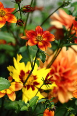 The beautiful colored flower: Bidens Triplinervia 