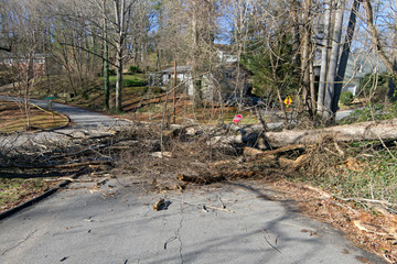 Large Tree Shatters Across Road Blocking All Access