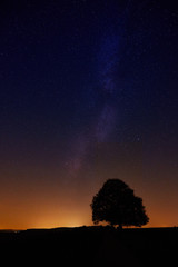 Starry sky with single tree as silhouette