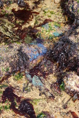 rocher avec algues à marée basse en Vendée