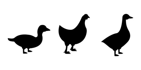 Silhouette duck, goose, chicken, poultry vector illustration