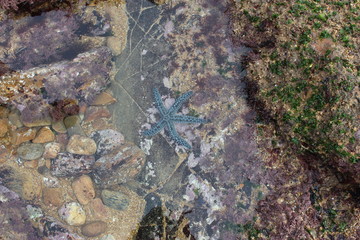 Etoile de mer bleue dans un trou d'eau aux Sables-d'Olonne (Vendée)