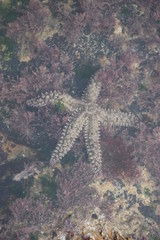 étiole de mer dans un trou d'eau en Vendée
