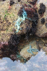 étoile de mer bleue et plantes aquatiques en Vendée
