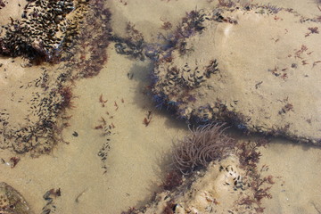 trou d'eau avec anémone de mer sur l'estran en vendée