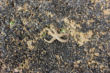Etoile de mer laissée par la marée descendante sur l'estran rocheux aux Sables-d'Olonne (Vendée)