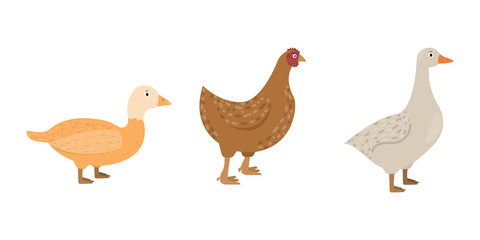 Duck, goose, chicken icons in flat style, poultry vector illustration