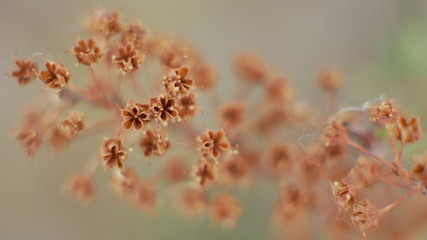 macro