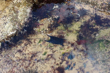 oeuf de raie dans un trou d'eau en Vendée sur l'estran