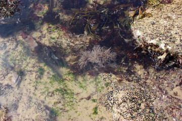 trou d'eau sur l'estran en Vendée