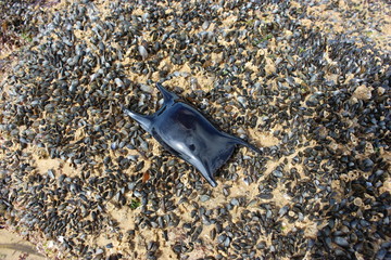 oeuf de raie sur l'estran en Vendée