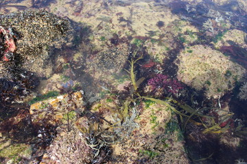 trou d'eau en Vendée sur la plage