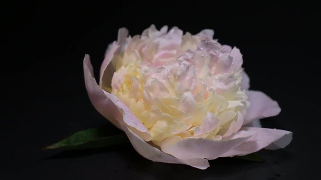 Close Up Of Rotating Light Pink Peony Paeonia Flower Isolated On Dark Black Background.