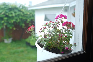 Kalanchoe flowers in window