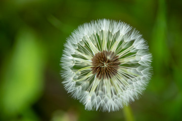 Dandelion