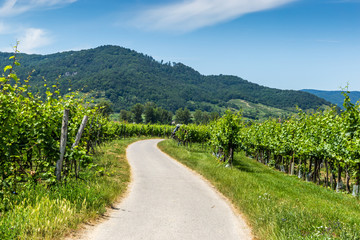 Road between vineyard in Wachau valley. Austria.
