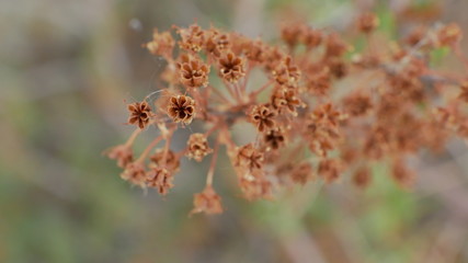 macro
