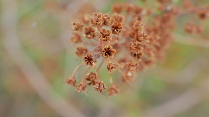 macro