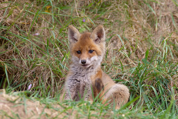 Jungfuchs am Bau, vulpes vulpes, 