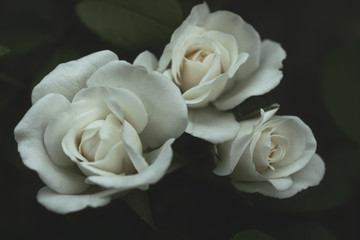 White roses on a dark tinted background growing in the park. Photo for a postcard on Valentine's Day. Love friendship and respect.