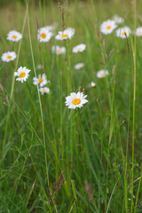 daisies in green grass