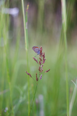 blue butterfly on a flower