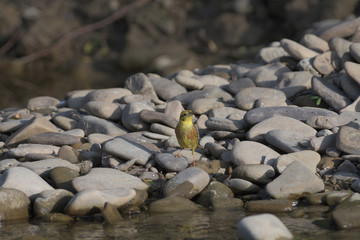 Obraz premium goldfinch green jumps on a stone near the river drinking water